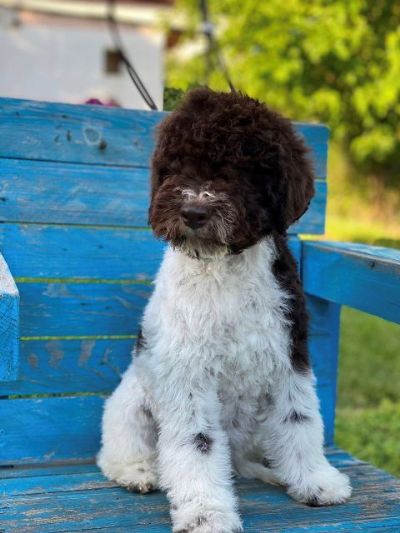 Lagotto Romagnolo tenci